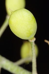 Hormathophylla baetica P. Küpfer