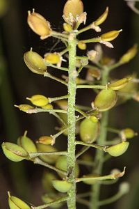 Hormathophylla lapeyrousiana (Jord.) P. Küpfer