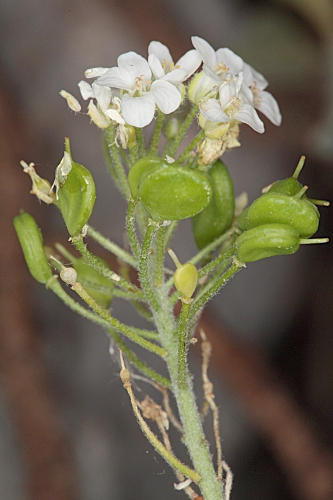 Hormathophylla reverchonii (Degen & Hervier) Cullen & T.R. Dudley