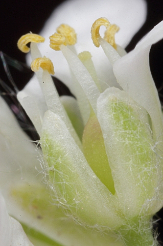 Hormathophylla reverchonii (Degen & Hervier) Cullen & T.R. Dudley