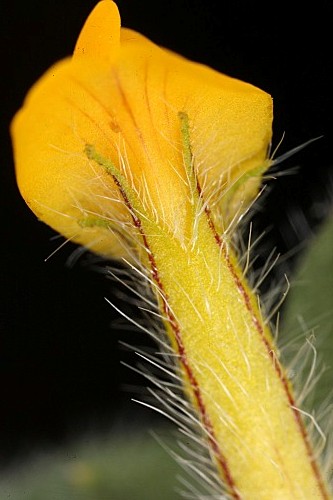 Hymenocarpos lotoides (L.) Vis.