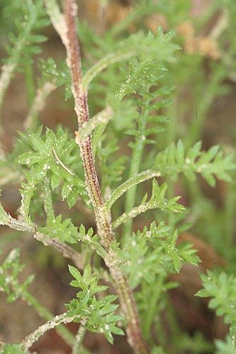 Hymenostemma pseudoanthemis (Kunze) Willk.