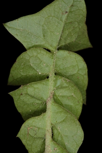 Hyoseris radiata L.