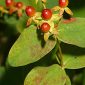 Hypericum androsaemum L.
