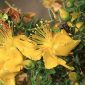 Hypericum balearicum L.