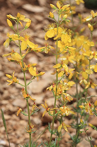 Hypericum elongatum subsp. callithyrsum (Coss.) Á. Ramos