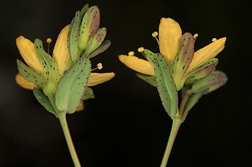 Hypericum humifusum L.