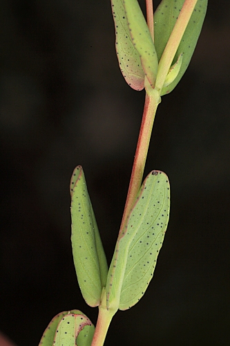 Hypericum humifusum L.