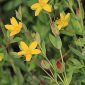 Hypericum humifusum L.