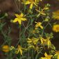 Hypericum perforatum L.