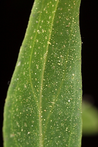 Hypericum perforatum L.
