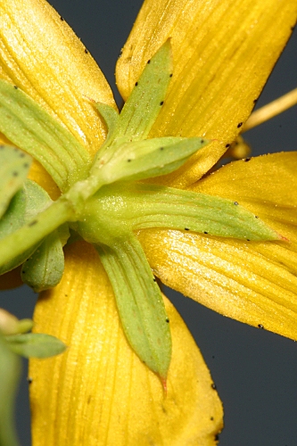 Hypericum undulatum Schousb. ex Willd.
