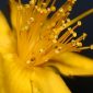 Hypericum undulatum Schousb. ex Willd.