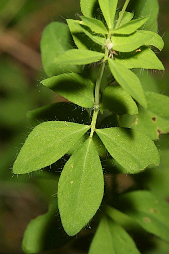 Hypericum undulatum Schousb. ex Willd.