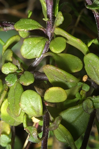 Iberis carnosa subsp. granatensis (Moreno) Boiss. & Reut.