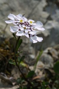 Iberis carnosa subsp. granatensis (Moreno) Boiss. & Reut.