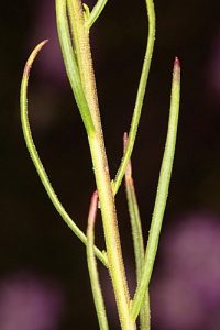 Iberis ciliata subsp. welwitschii (Boiss.) Moreno