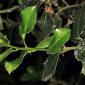 Ilex aquifolium L.