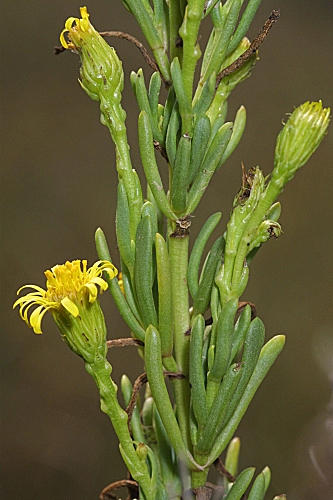 Inula crithmoides L.