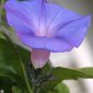 Ipomoea indica (Burm.) Merr.