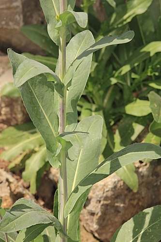 Isatis tinctoria subsp. tinctoria L.