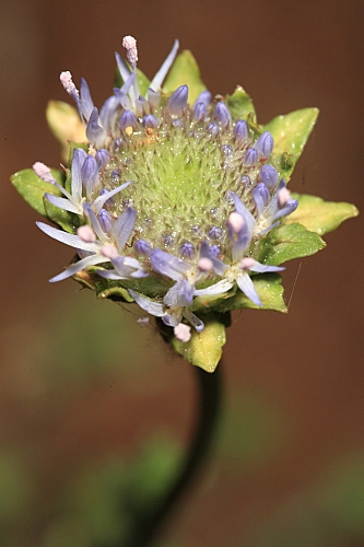 Jasione crispa subsp. tomentosa (A. DC.) Rivas Mart.