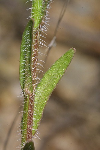 Jasione montana subsp. blepharodom (Boiss. & Reut.) Rivas Mart.