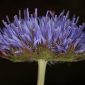 Jasione montana subsp. blepharodom (Boiss. & Reut.) Rivas Mart.