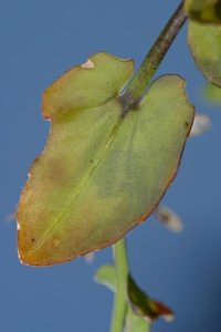 Jonopsidium prolongoi (Boiss.) Batt.