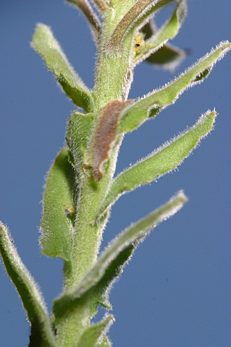 Jonopsidium prolongoi (Boiss.) Batt.