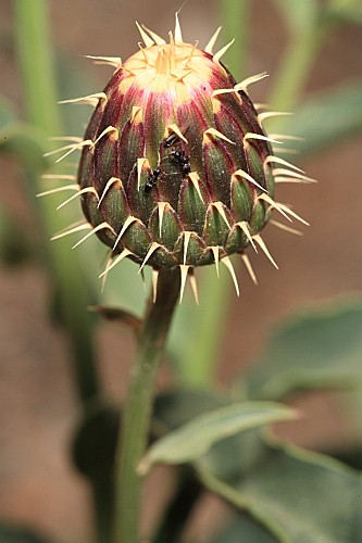 Klasea flavescens subsp. flavescens (L.) Holub