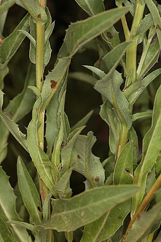 Klasea flavescens subsp. mucronata (Desf.) Cantó & Rivas Mart.