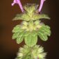 Lamium amplexicaule L.