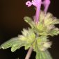 Lamium amplexicaule L.