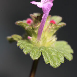 Lamium amplexicaule L.