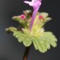 Lamium amplexicaule L.