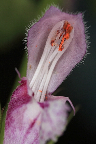 Lamium maculatum L.