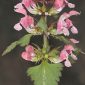 Lamium maculatum L.