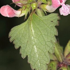 Lamium maculatum L.