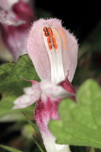 Lamium maculatum L.