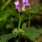 Lamium purpureum L.