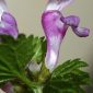 Lamium purpureum L.