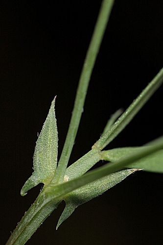 Lathyrus angulatus L.