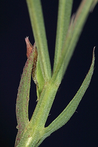 Lathyrus angulatus L.