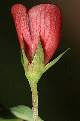 Lathyrus cicera L.