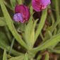 Lathyrus clymenum L.