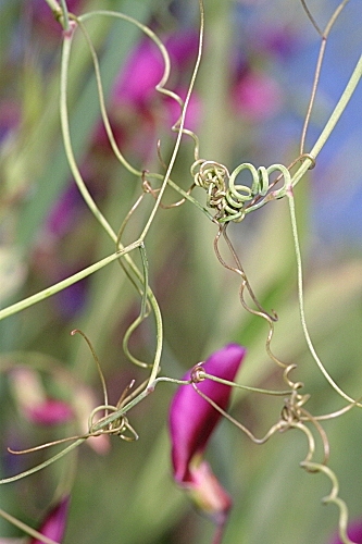 Lathyrus latifolius L.