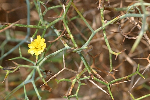Launaea arborescens (Batt.) Murb.