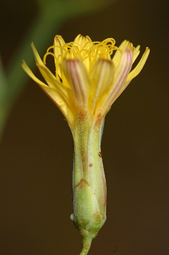 Launaea arborescens (Batt.) Murb.