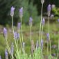 Lavandula dentata L.
